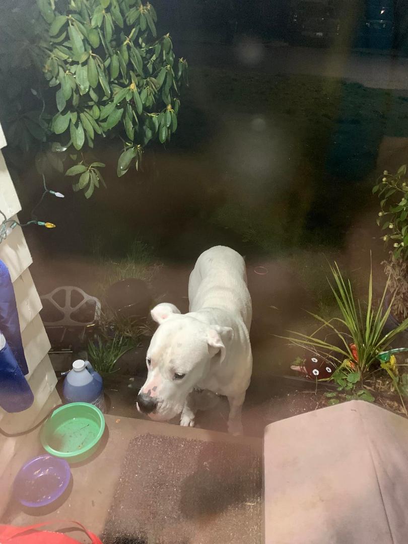 Lost dog? Came up to my door,friendly but shy. Headed North toward Elmira road from Figueroa st. Gave him food.