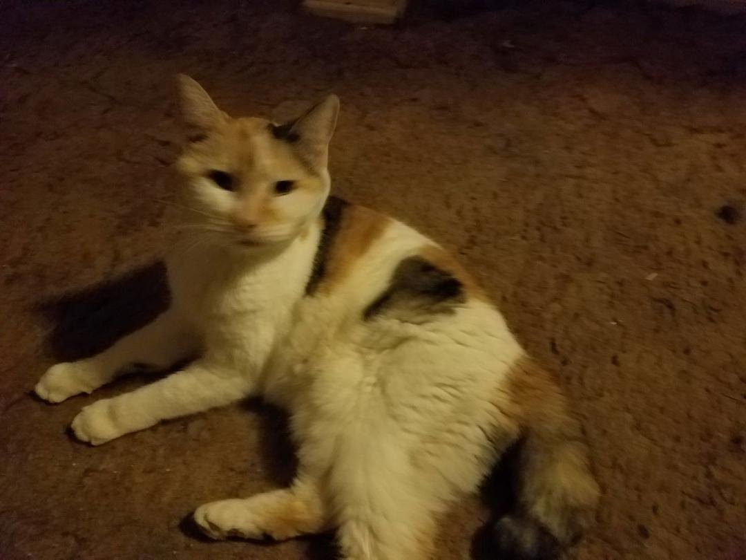 I had to say goodbye to my sweet Kitty today. She was my sweetheart for 14 or 15 years. I can still remember when I first found her. I wish she could come back home all better but I know she's not. I miss you sooooooo  much