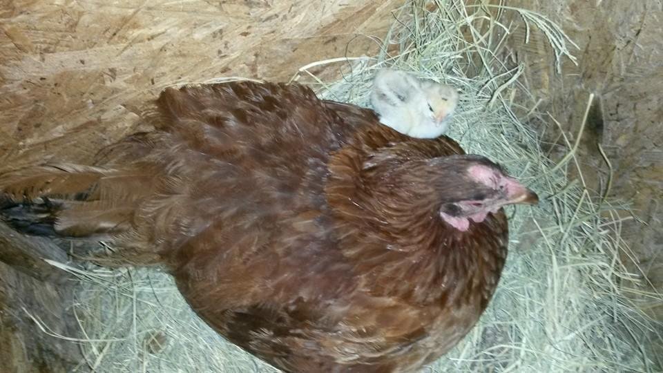 Henny Penny's new baby chick.