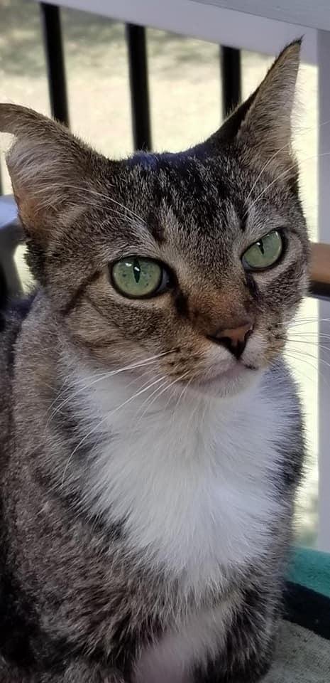 This was posted on another page. This is wonderful news for people who have cats with FIP:

I posted a few months ago that my sweet boy, Tigger, was diagnosed on May 13, 2020 with a fatal disease called FIP.  Unfortunately 