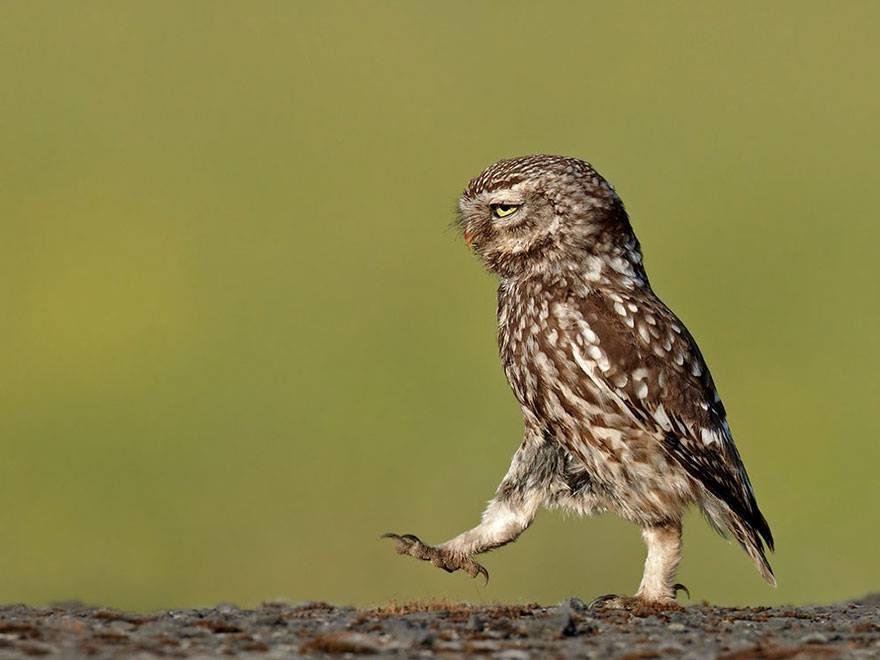 Guard at Tomb Of Unknown Owl
