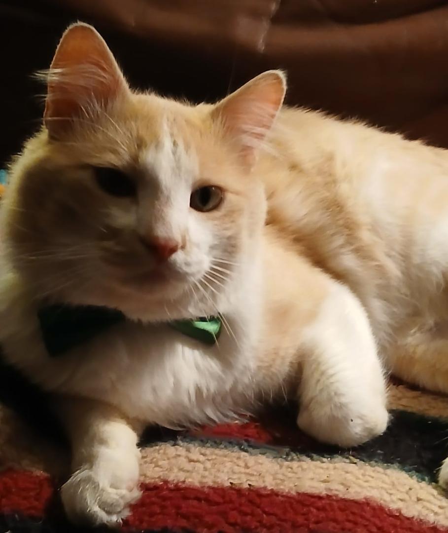For you folks that are asking about Milo, he's fine!
I'm sorry, I thought I had posted that he recovered within a few days of his illness. The women at Main St Spay and Neuter Clinic were wonderful and came in for him when