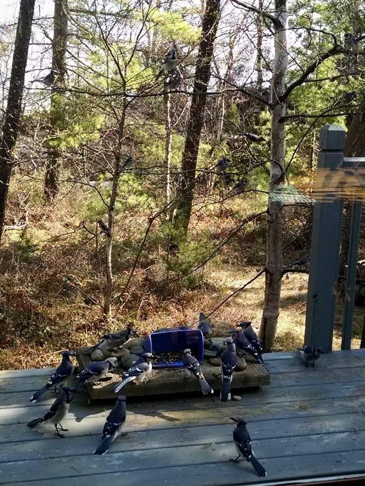 Spring blue jay migration at Whitefish Point, MI - trees are covered in blue!