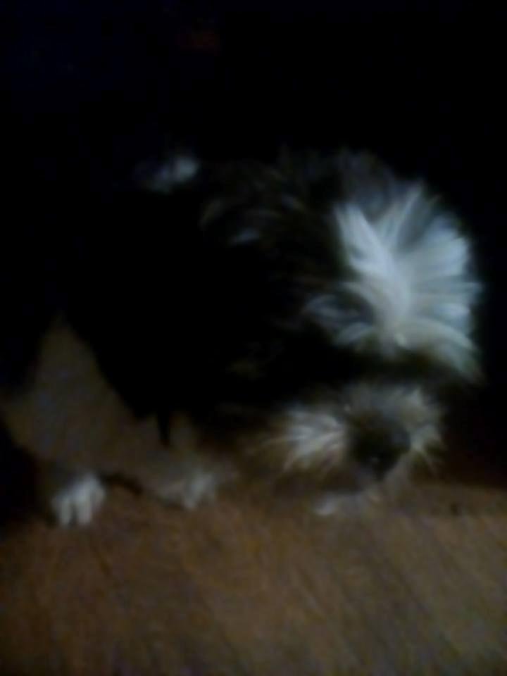 Here is Chi Chi. I'll get another picture tomorrow.