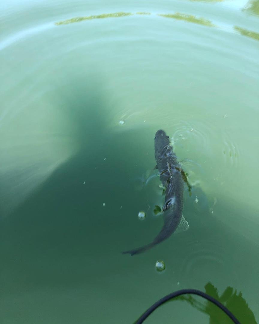 Catch an release