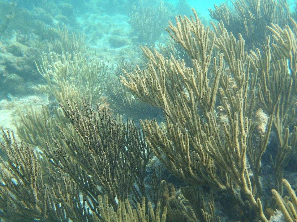 John Derbin's album, Cayman 2012