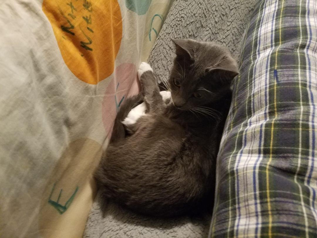 My sweet cat hiding for a nap!!