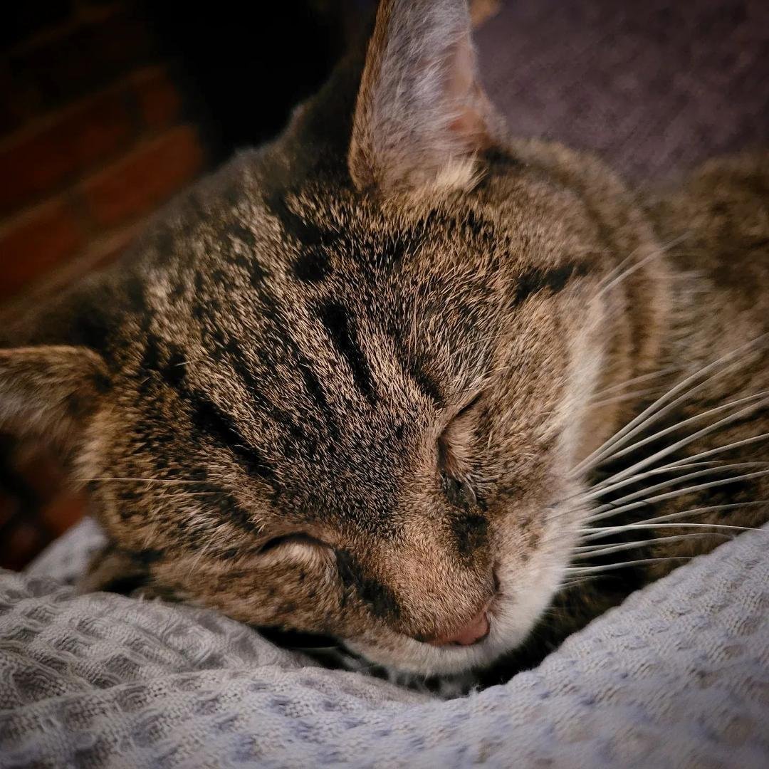 Full belly? Check. Lap? Check. Commence nap.
