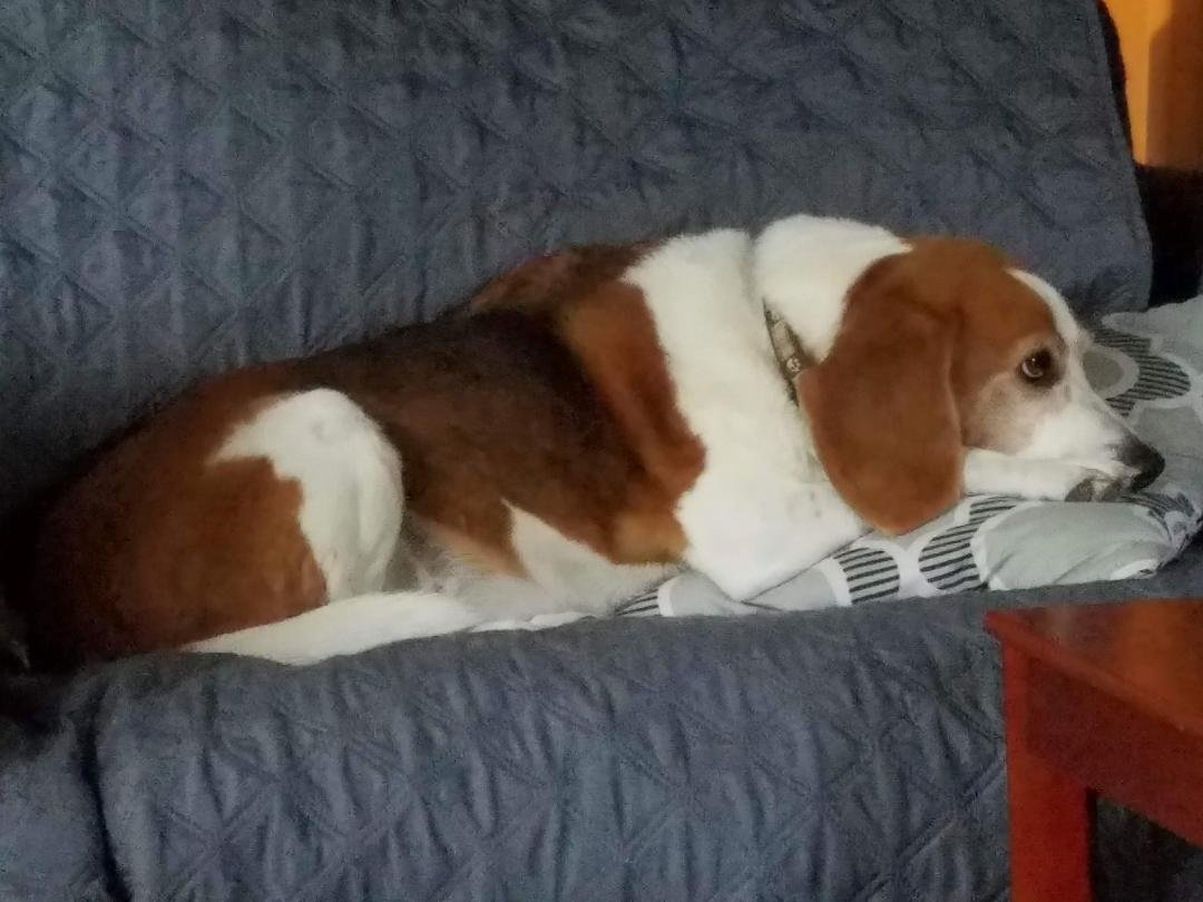 Rip old man we will miss you so much!