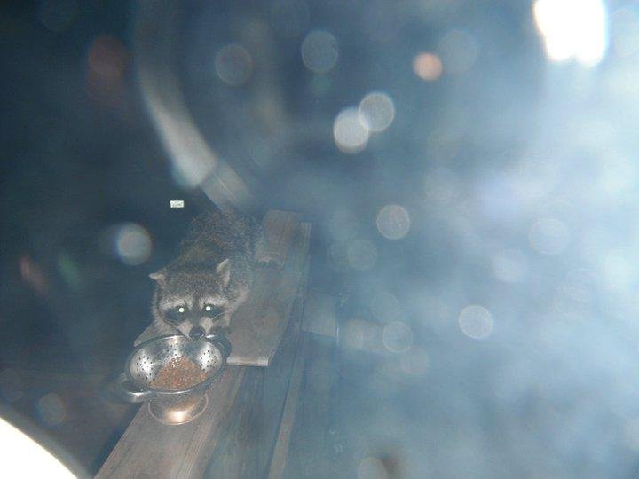 Susan Logan's album, coons and spider