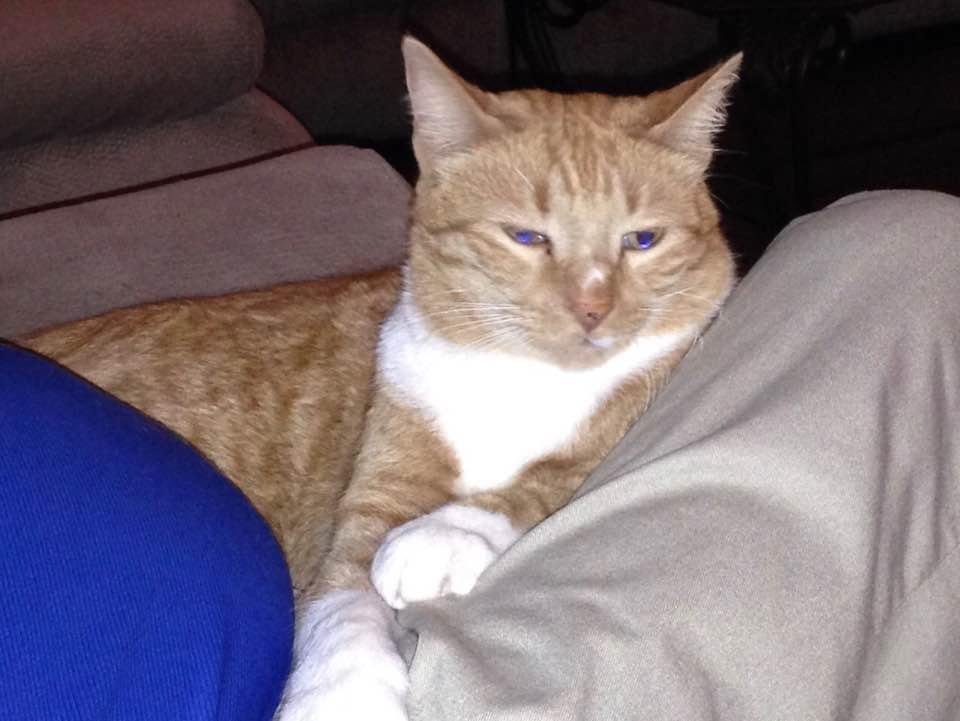 Very sad....Sam is missing, last saw him in backyard on Monday afternoon.  He's 7 years old, actually thinks he's a dog, comes when called and very loving...he's neutered and chipped. Hope he comes home 😥