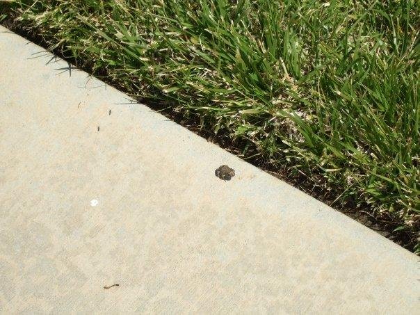 They are everywhere, even climbing the walls!
Can't walk on the grass..