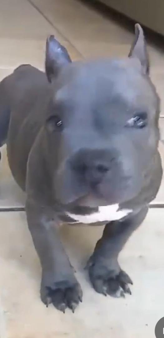 Here's your puppy