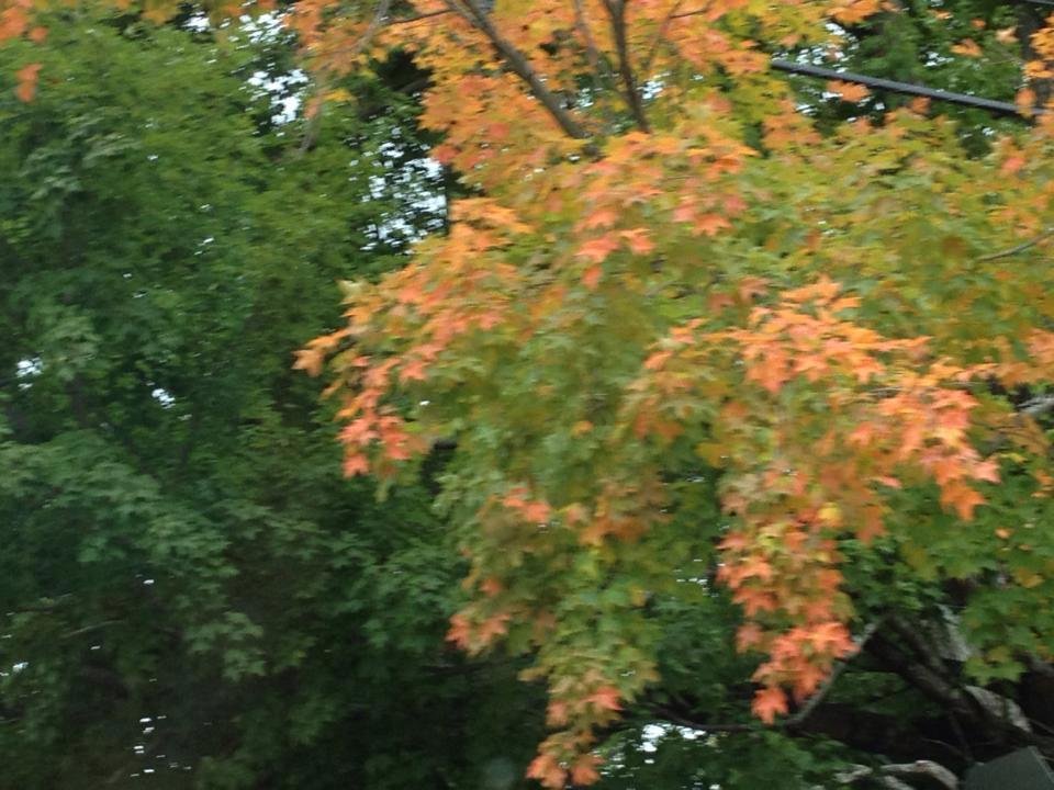 Ellen Farber's album, Mobile Uploads