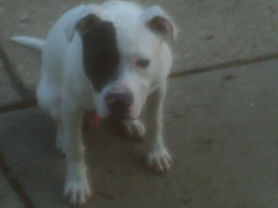 MR PETEY IS COMING HOME, PRAY HE HEALS FAST, THIS IS SO DEPRESSING! HE IS SUCH A NON CONPLAINTING PUP IT BREAKS YOUR HEART! AGAIN HE IS SHOWING US ALL TO MAKE THE BEST OUT OF WHAT YOU HAVE!
This dog breaks my heart with