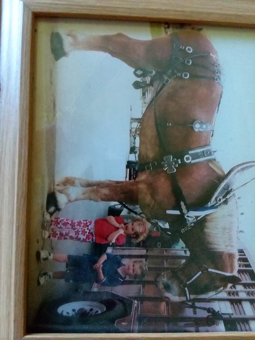 The day finally came that Old Zach had to be put down yesterday. He touched many lives.
I remember driving on to fairgrounds with a load of horses as kids would run to truck even before I was stopped asking if Zack was i