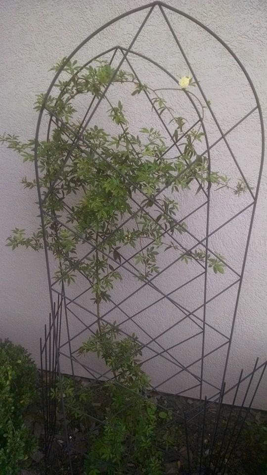 1 year old rooted Lady Banks rose.
