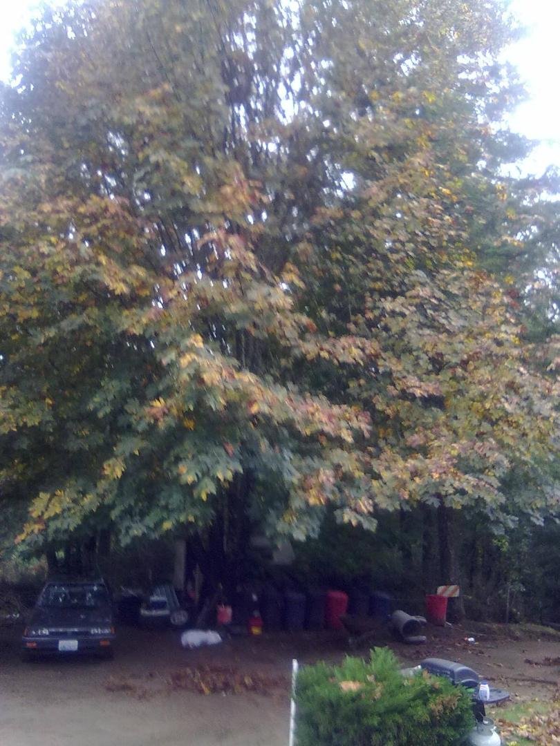 FALL HAS COME !
Erinn's tree; Time to start raking !