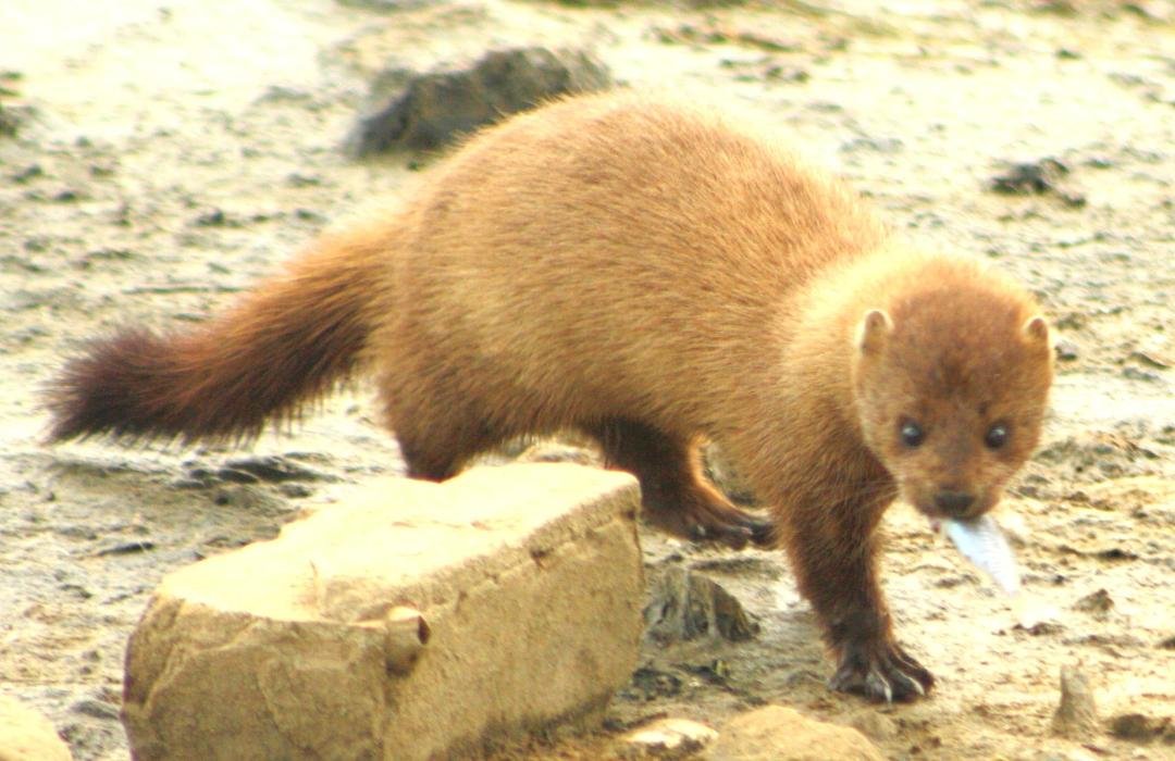 Mink on the beach at Huntington Beach State Park, Murrells Inlet, S.C.