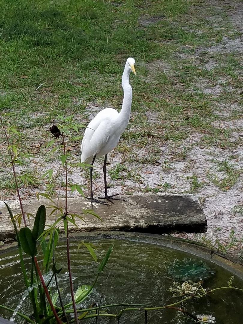 We were wondering what was eating our fish from our pond!