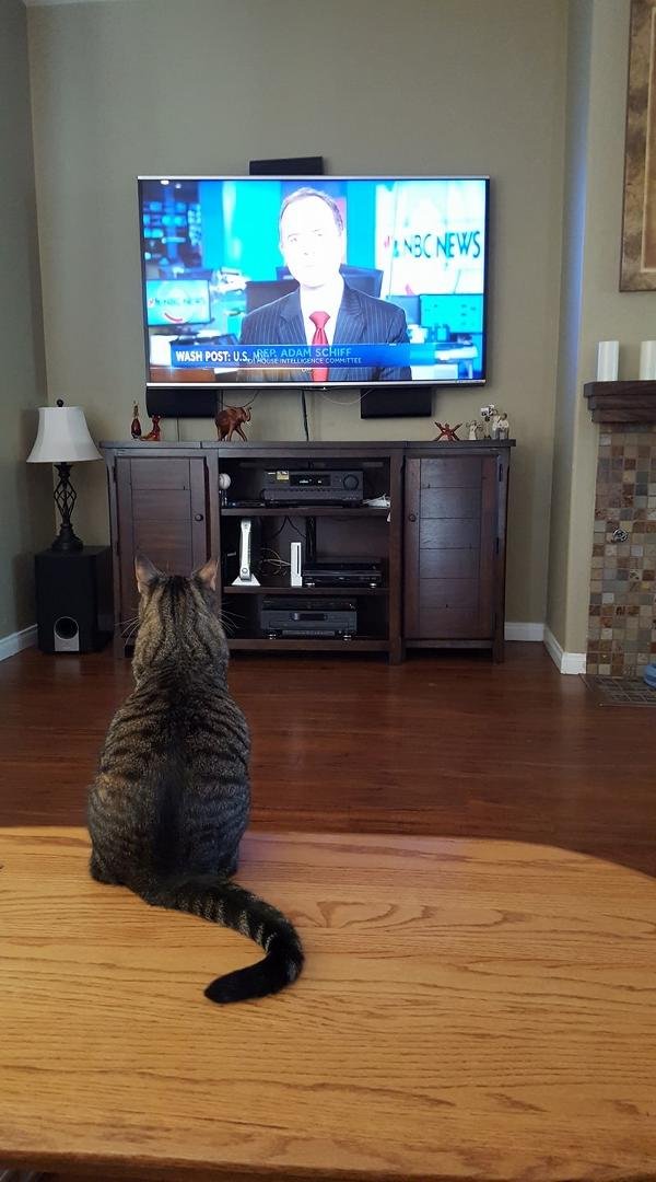 Even our cat watches the news with us.