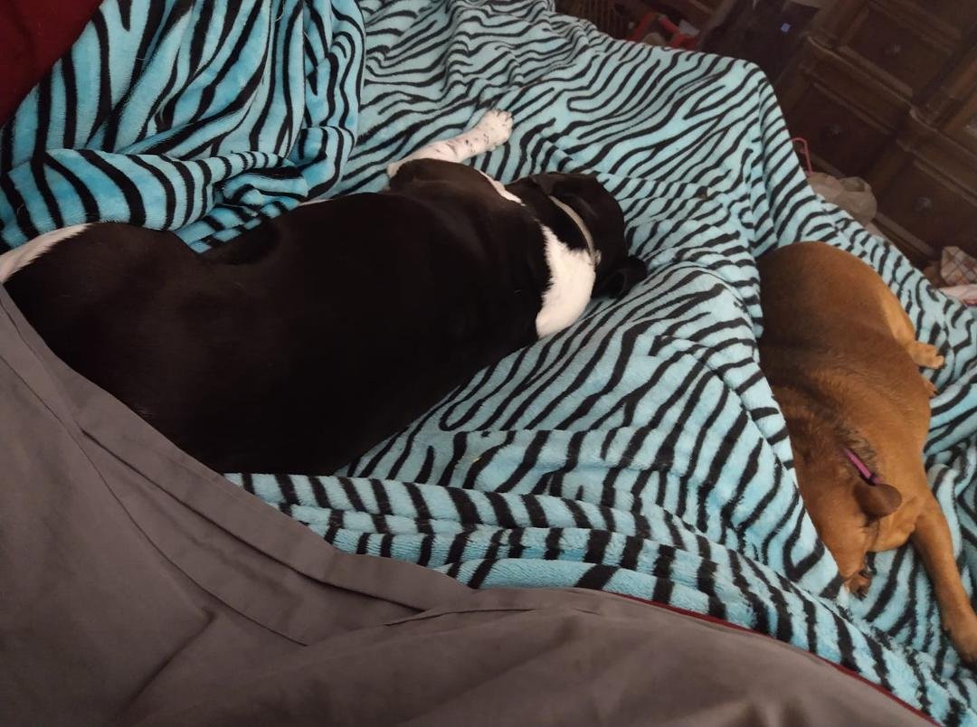 My babies on the bed with me. Ginger between my legs and Pepper to my left against my leg. What is more comforting than the love and affection of pets?