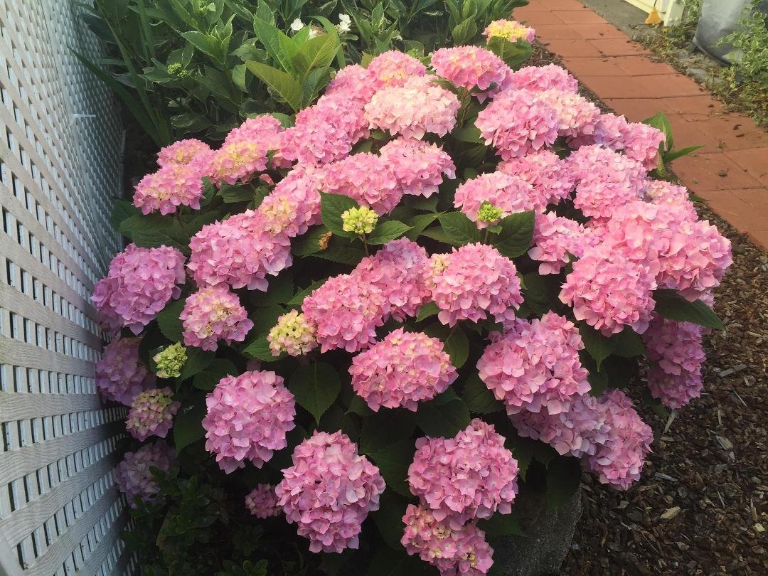 Ok I'm getting this Facebook stuff. Loving this weather. Flowers are all in bloom
