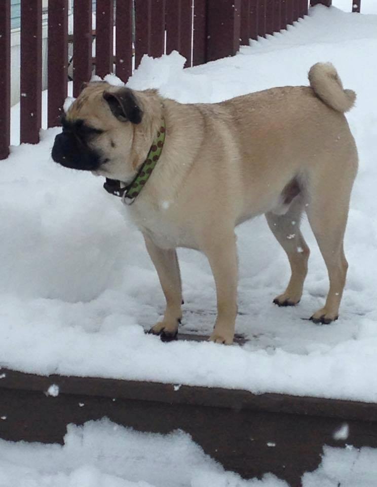 Thank you Lori Kolter for tagging me...... I think the hardest part of this challenge is to find only 1 photo....

"Spike" has not won any awards for his athletic ability or training ....lol... he is just  a lover of all, a