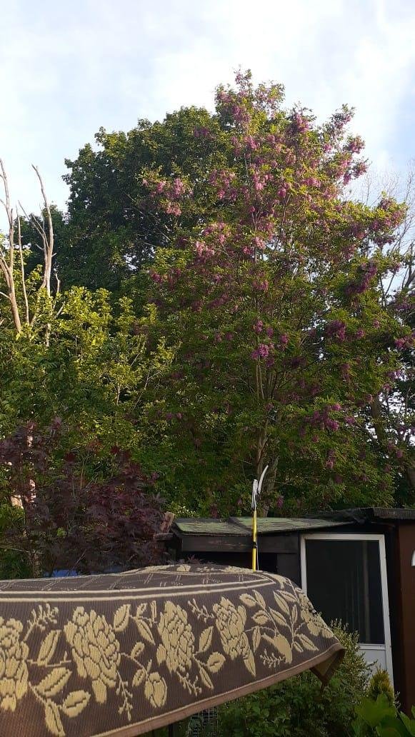 I hope the color shows. My.red flowering locust.