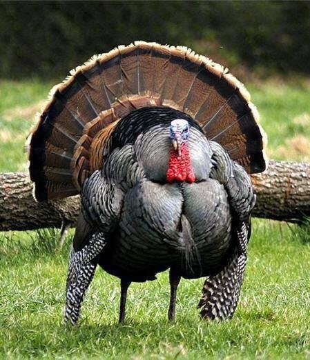 Happy Thanksgiving