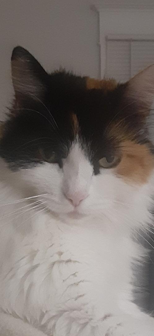 Izzy my kitty