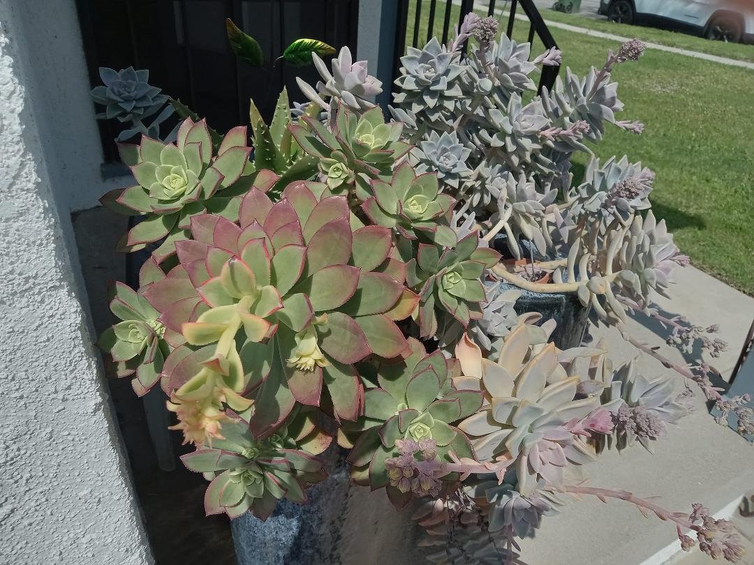 Last  year my sister,  Barbara A Weddleton, sent me some succulents for my birthday.   As you can see,  they are very happy.   Thank you