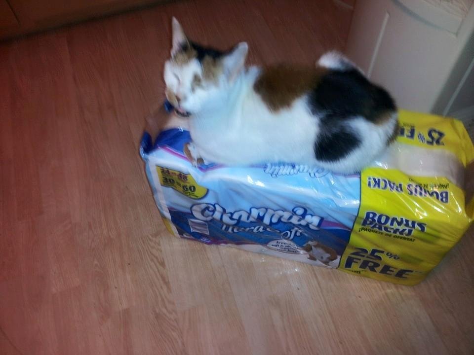 Daphne "Fatty" Bechel  
Adopted from the humane society 18 years ago, then estimated 2-3 years old. 
Died sitting on my lap last night. 
Terrorized our grandsons every chance she got, harassed everyone that did not like cat