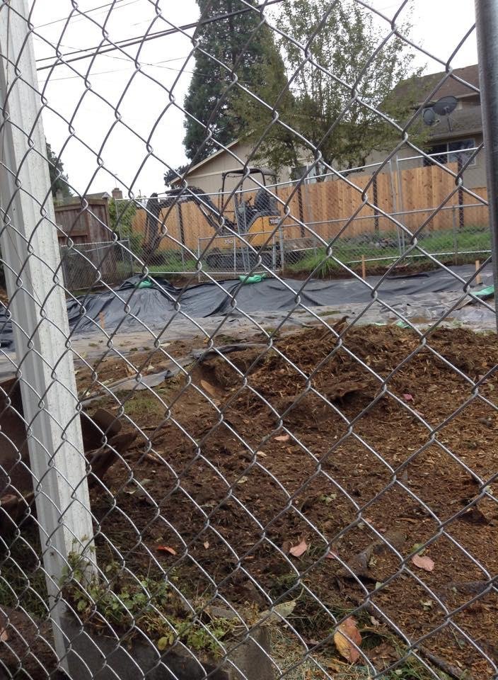 Where did the cherry tree go ?