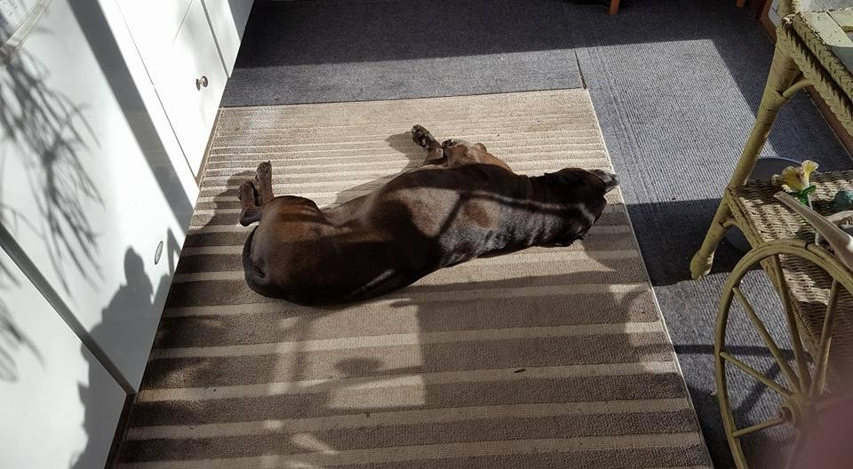 Any ol' patch of sun will do just fine!!!
