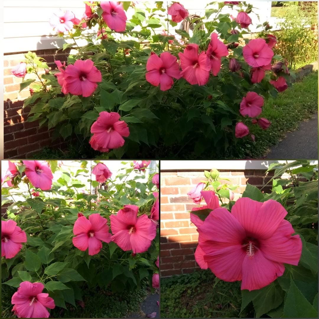 Peggy Rogers' album, Timeline Photos