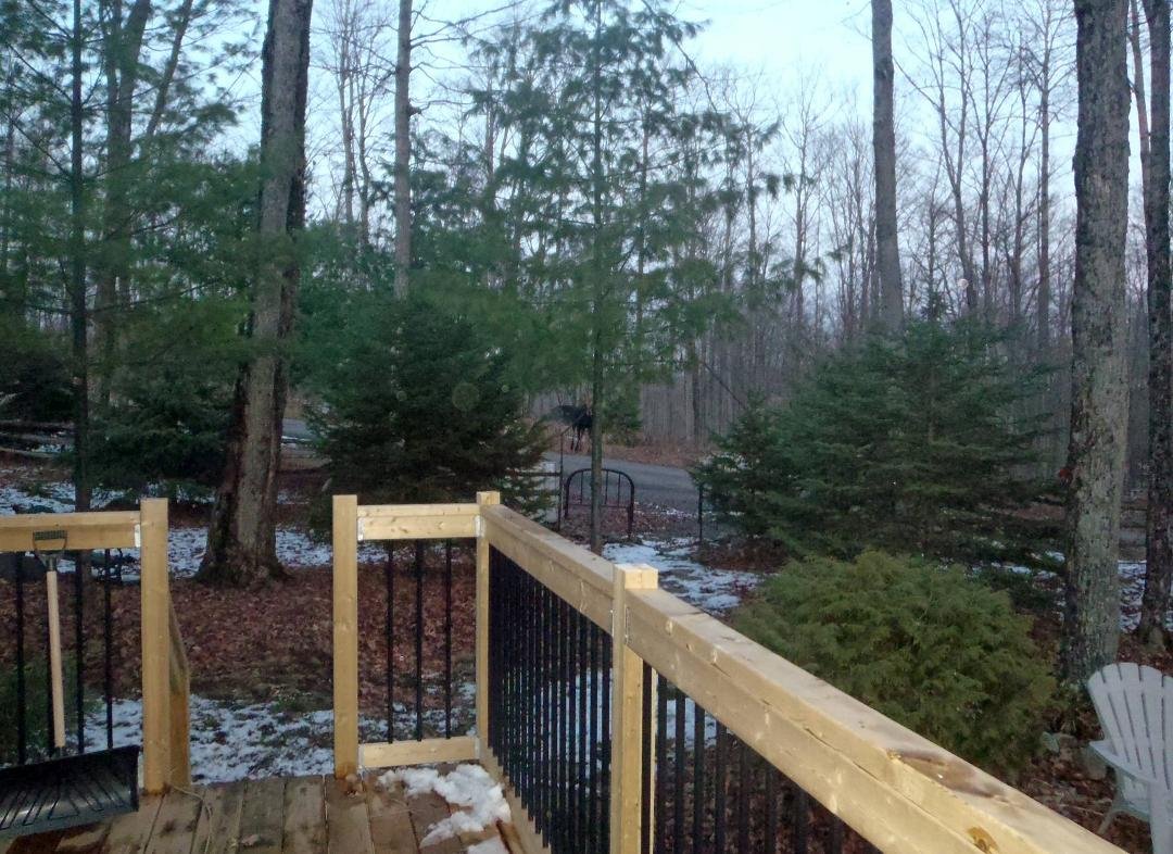 Look closely and you can see one of the three moose out front of the cAmp last eve @ 4:45 pm