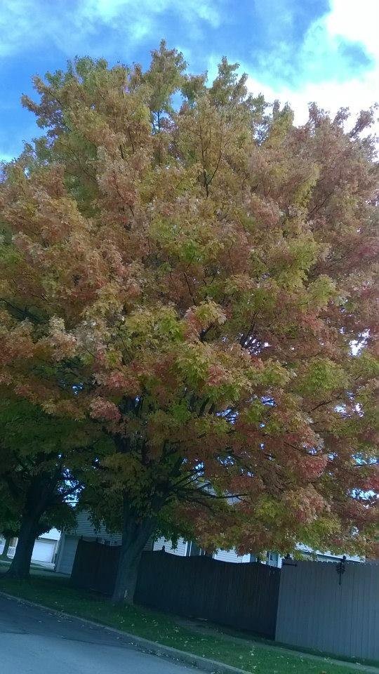 More Tree color changes..(N Tonawanda, NY)
