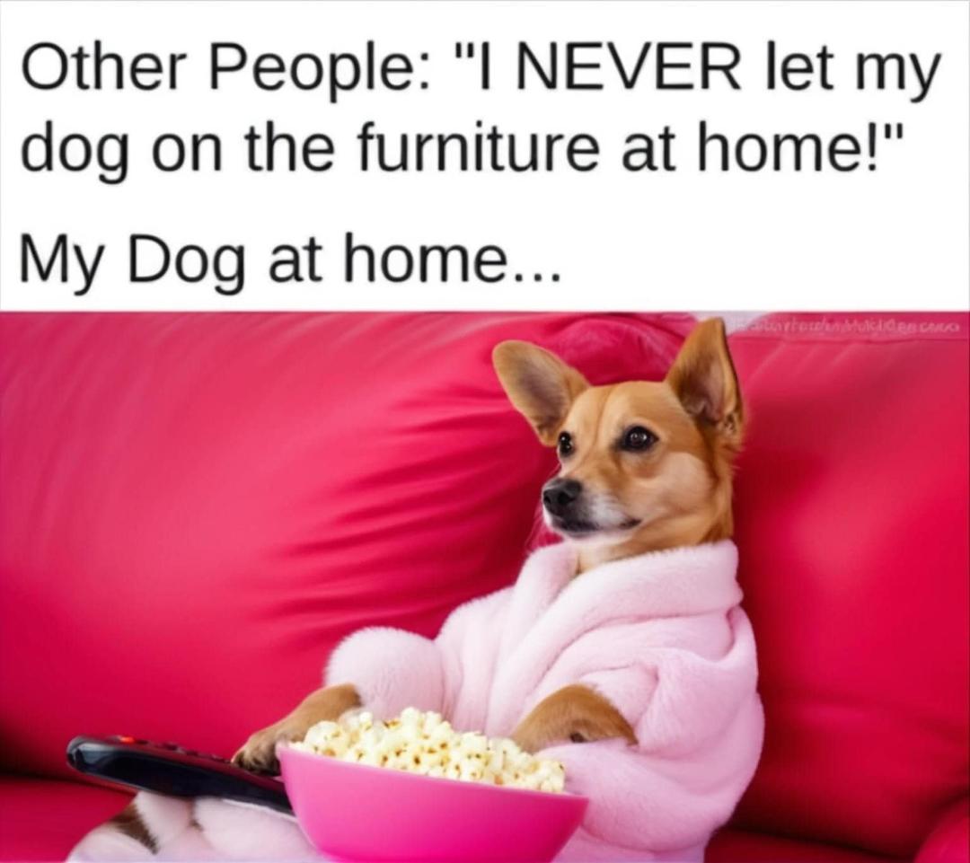 😹😹