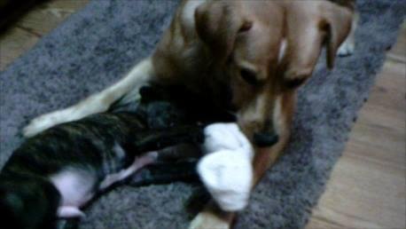 Playing with a knotted sock