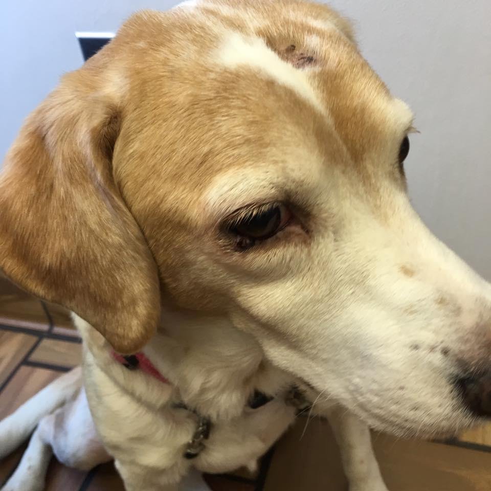 Butterscotch waiting on vet