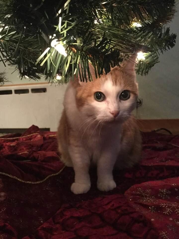 Have my tree up and Ginger is already looking for Santa. She sleeps under the tree every year.