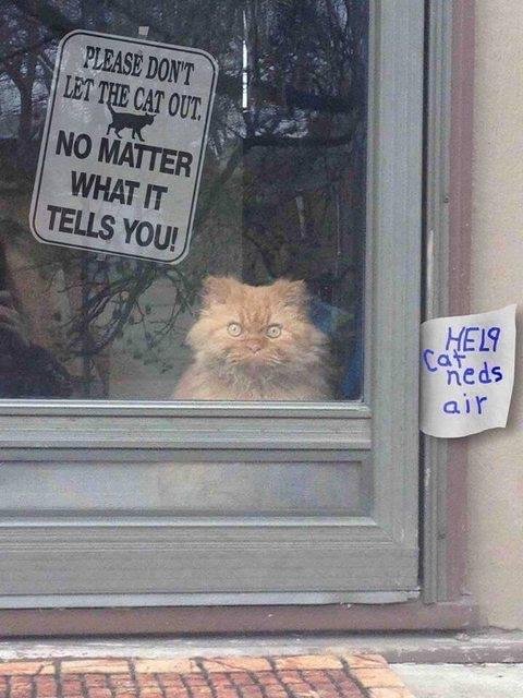 Love the look on this cat's face.