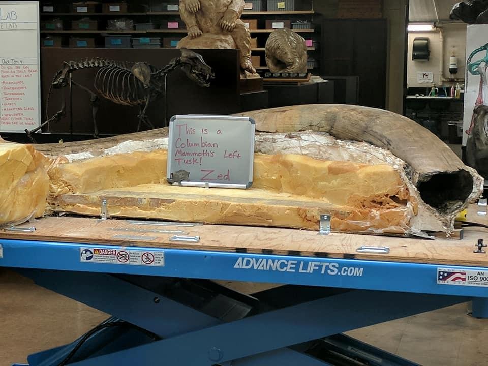 Mamonth Tusk found in Tar pits