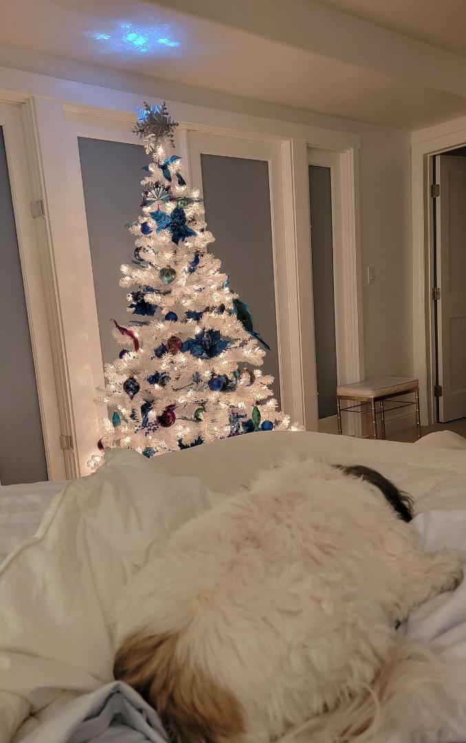 Merry Christmas! The view right now in my room.