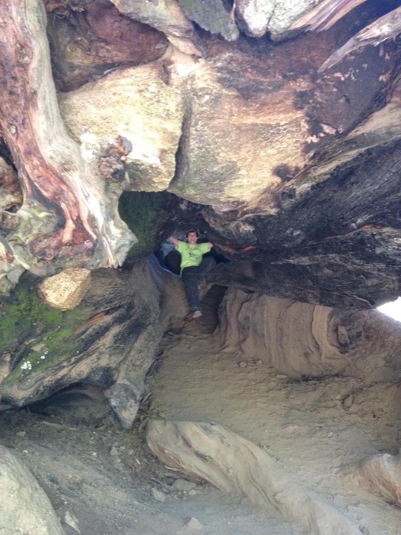 Inside the roots of a big Sequoia