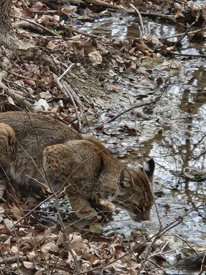 Saw this little one on my walk at Arbor Hills