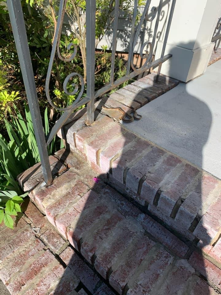 Ok what kind of snake is it