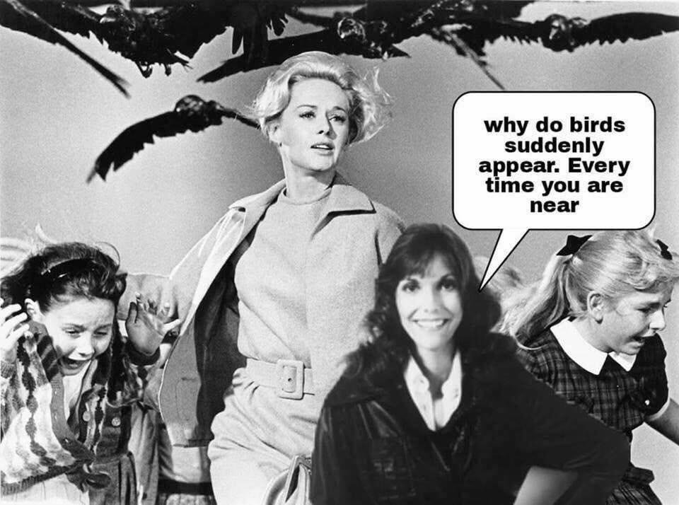 The birds!!