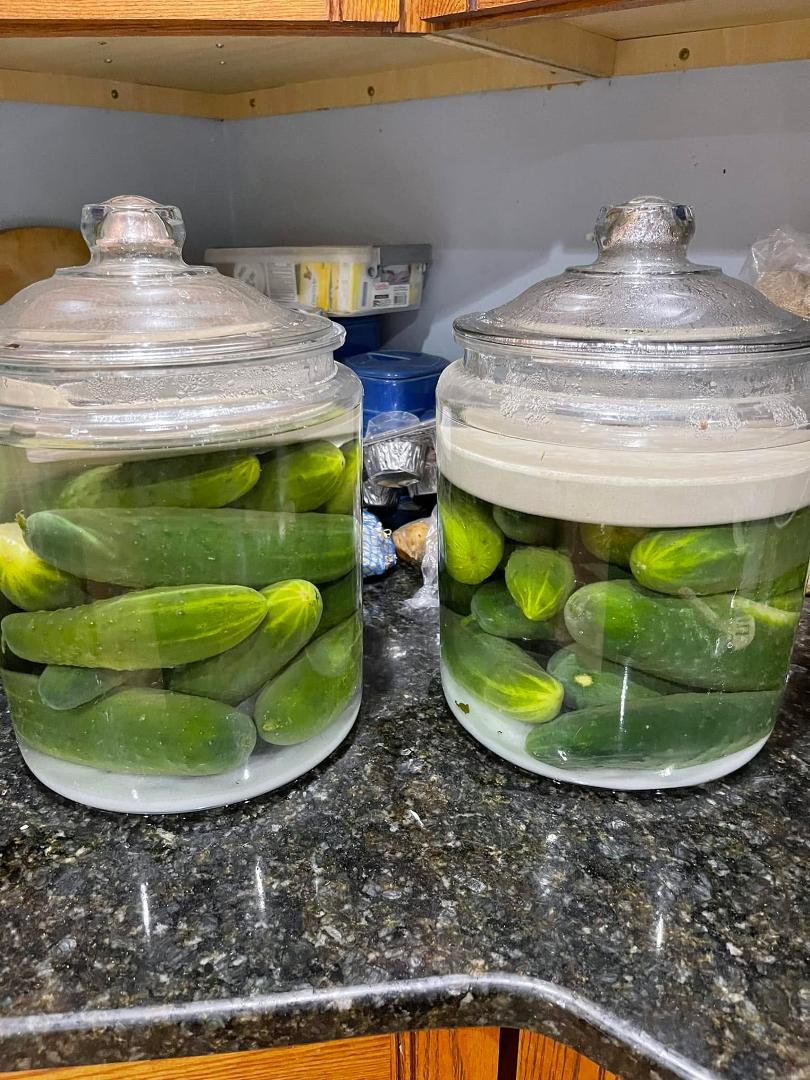 Day one of 14 day pickles